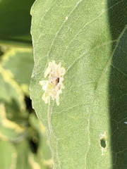 Calycomyza platyptera