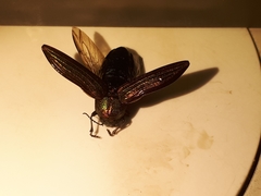Buprestis aurulenta