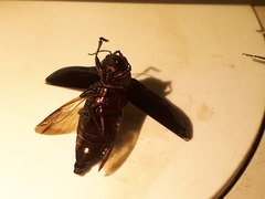 Buprestis aurulenta