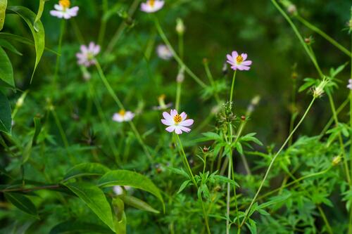 Cosmos amarelo