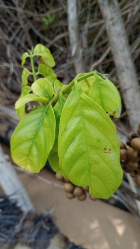 Foto de Taúva