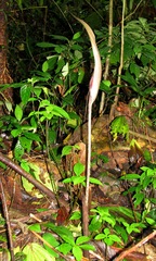 Dracontium spruceanum