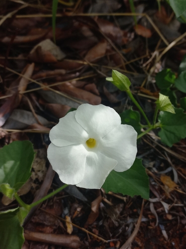 Thunbergia neglecta, photograph 6