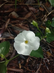 Thunbergia neglecta, photograph (c) Brian du Preez, some rights reserved (CC BY-SA)