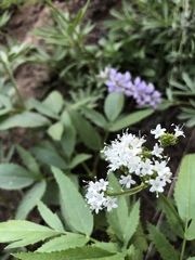 Valeriana californica