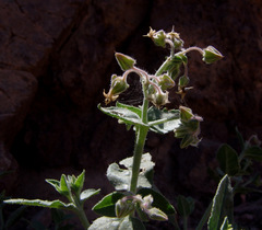 Trichodesma africanum