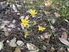 Triteleia ixioides ixioides