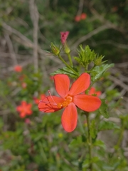 Hibiscus praeteritus, photograph (c) Brian du Preez, some rights reserved (CC BY-SA)