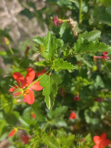 Hibiscus praeteritus, photograph 5