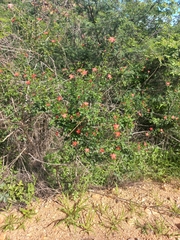 Hibiscus praeteritus, photograph (c) Brian du Preez, some rights reserved (CC BY-SA)