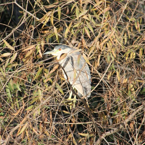 iNaturalist observation photo of Black-crowned Night Heron