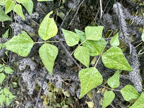 Foto de Ervilha-do-mato