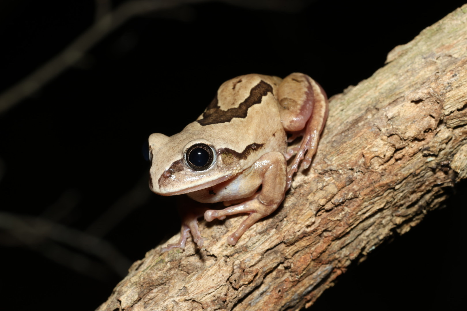 Leptopelis mossambicus Poynton, 1985