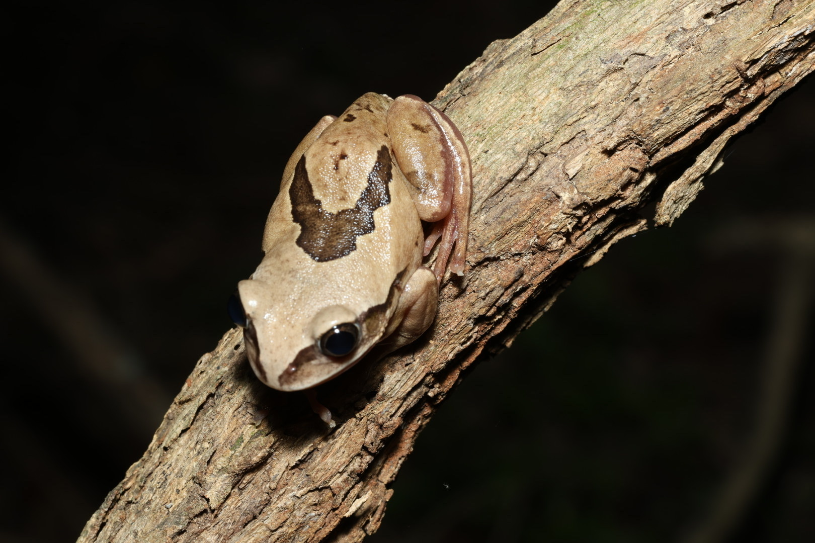 Leptopelis mossambicus Poynton, 1985