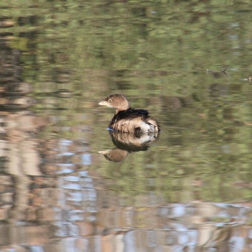 iNaturalist observation photo of Pied-billed Grebe