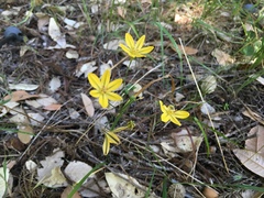 Triteleia ixioides ixioides