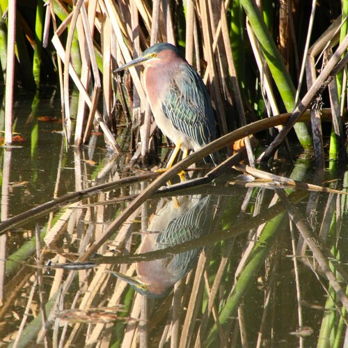 iNaturalist observation photo of Green Heron