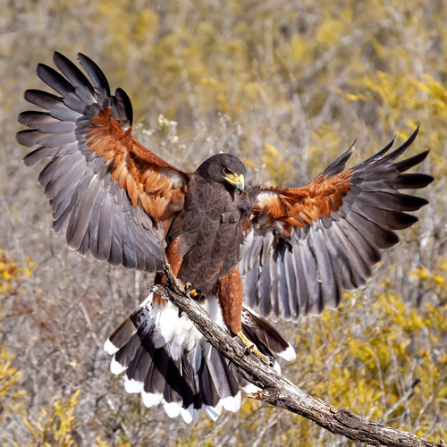 Harris's Hawk (Parabuteo unicinctus), a species recorded in Texas
