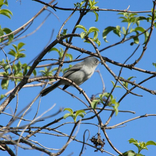 iNaturalist observation photo of Blue-gray Gnatcatcher