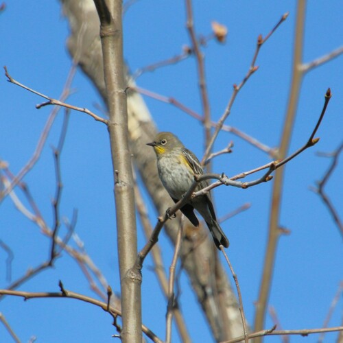 iNaturalist observation photo of Yellow-rumped Warbler