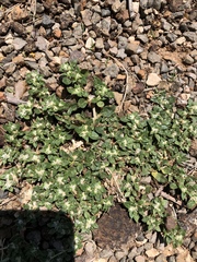 Gossypianthus lanuginosus
