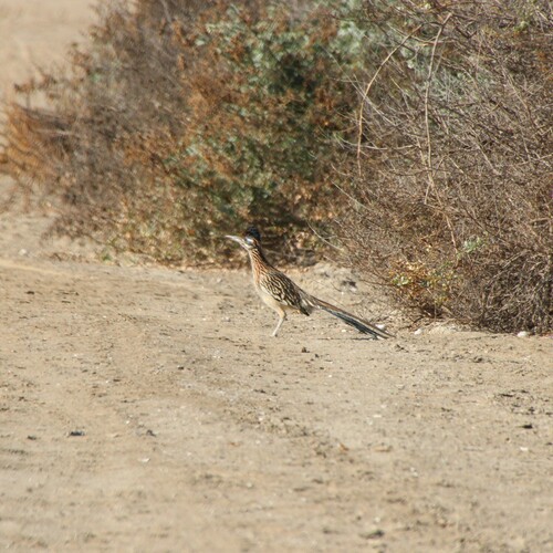 iNaturalist observation photo of Greater Roadrunner