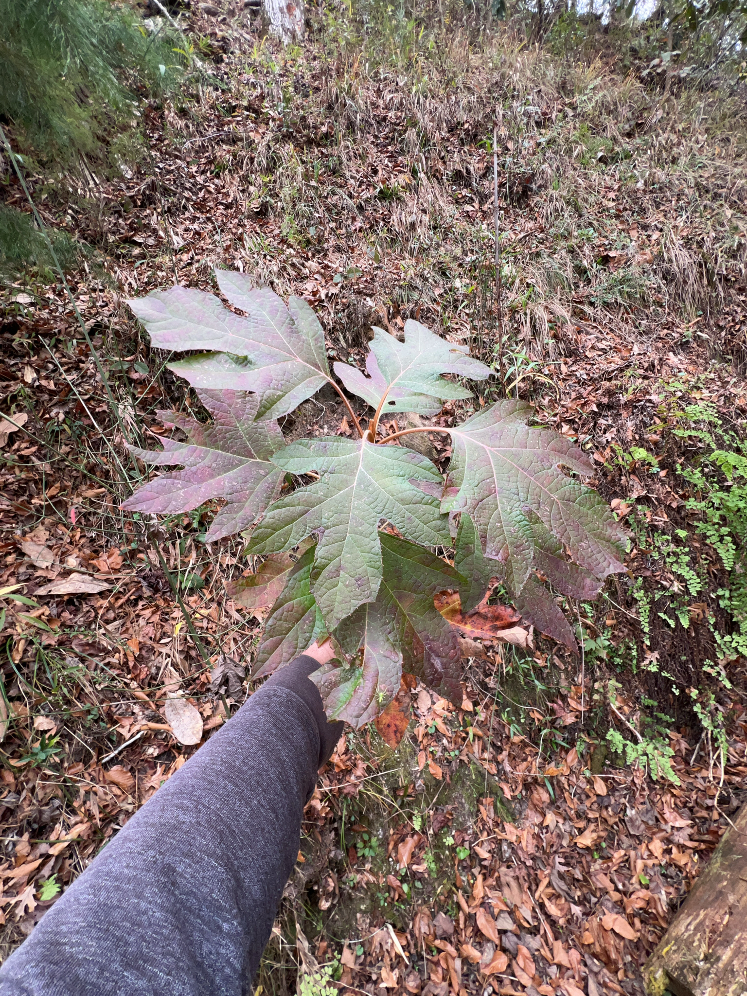 Imagem de Hortênsia