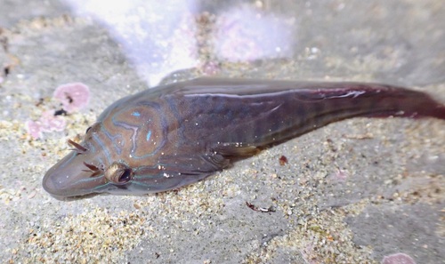 Shore Clingfish