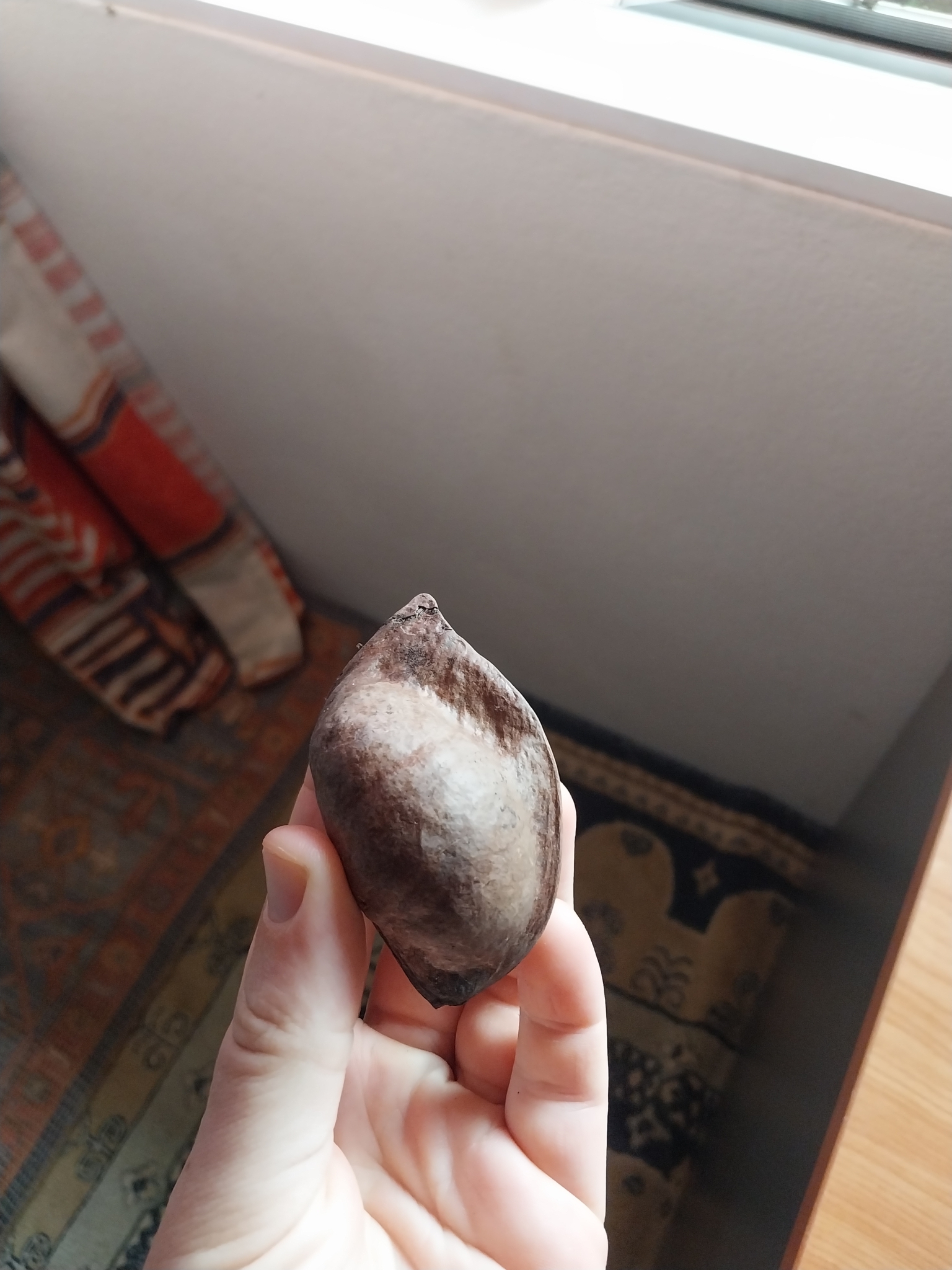 Imagem de Sundari