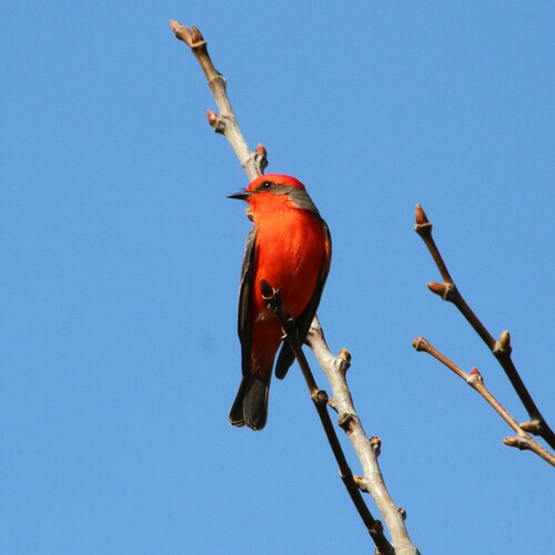 iNaturalist observation photo of Vermilion Flycatcher