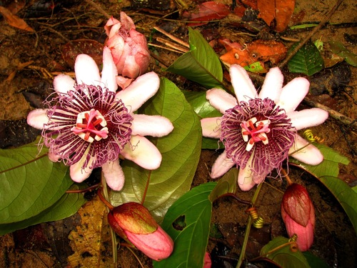 Passiflora coloranigra image