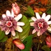 Passiflora coloranigra - Photo (c) Jan Meerman,  זכויות יוצרים חלקיות (CC BY-NC), הועלה על ידי Jan Meerman