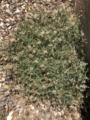 Erigeron divaricatus