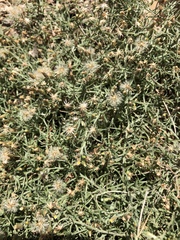 Erigeron divaricatus