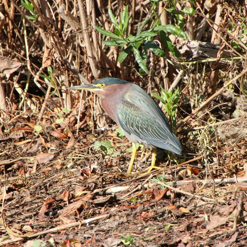 iNaturalist observation photo of Green Heron