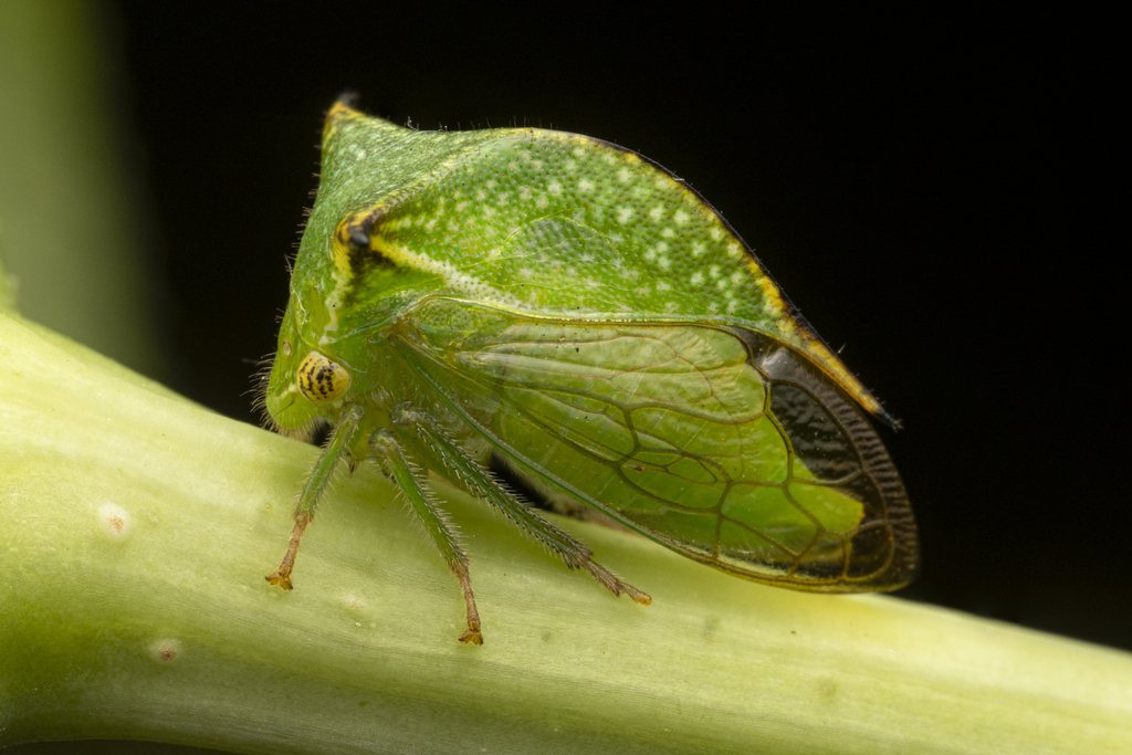 Stictocephala terminalis