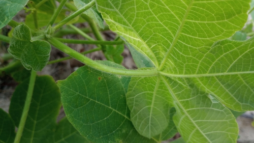 Foto de Urtiga