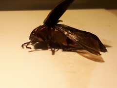 Buprestis aurulenta