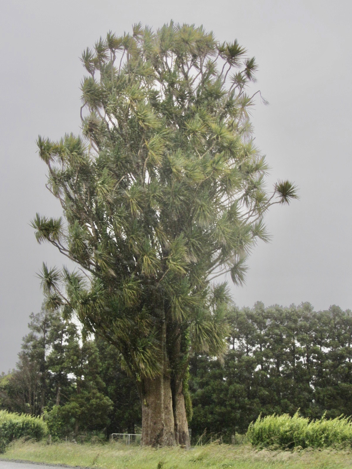 Imagem de Dracena chocolate