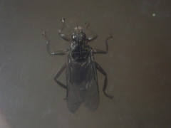 Pseudolynchia canariensis