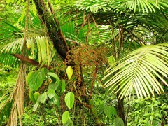 Prestoea decurrens