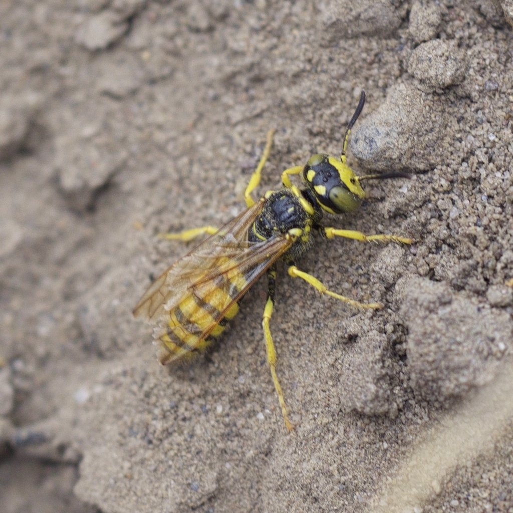 Philanthus crabroniformis