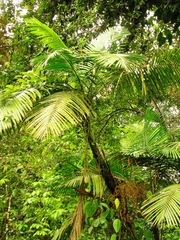 Prestoea decurrens