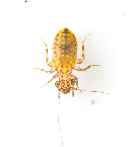 Bark lice photo 5