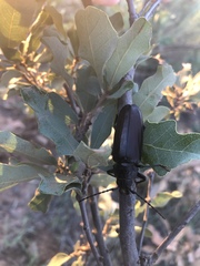 Archodontes melanopus