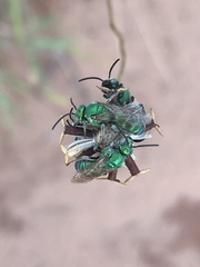 Augochloropsis humeralis