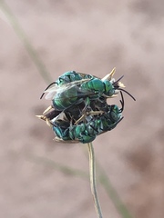Augochloropsis humeralis