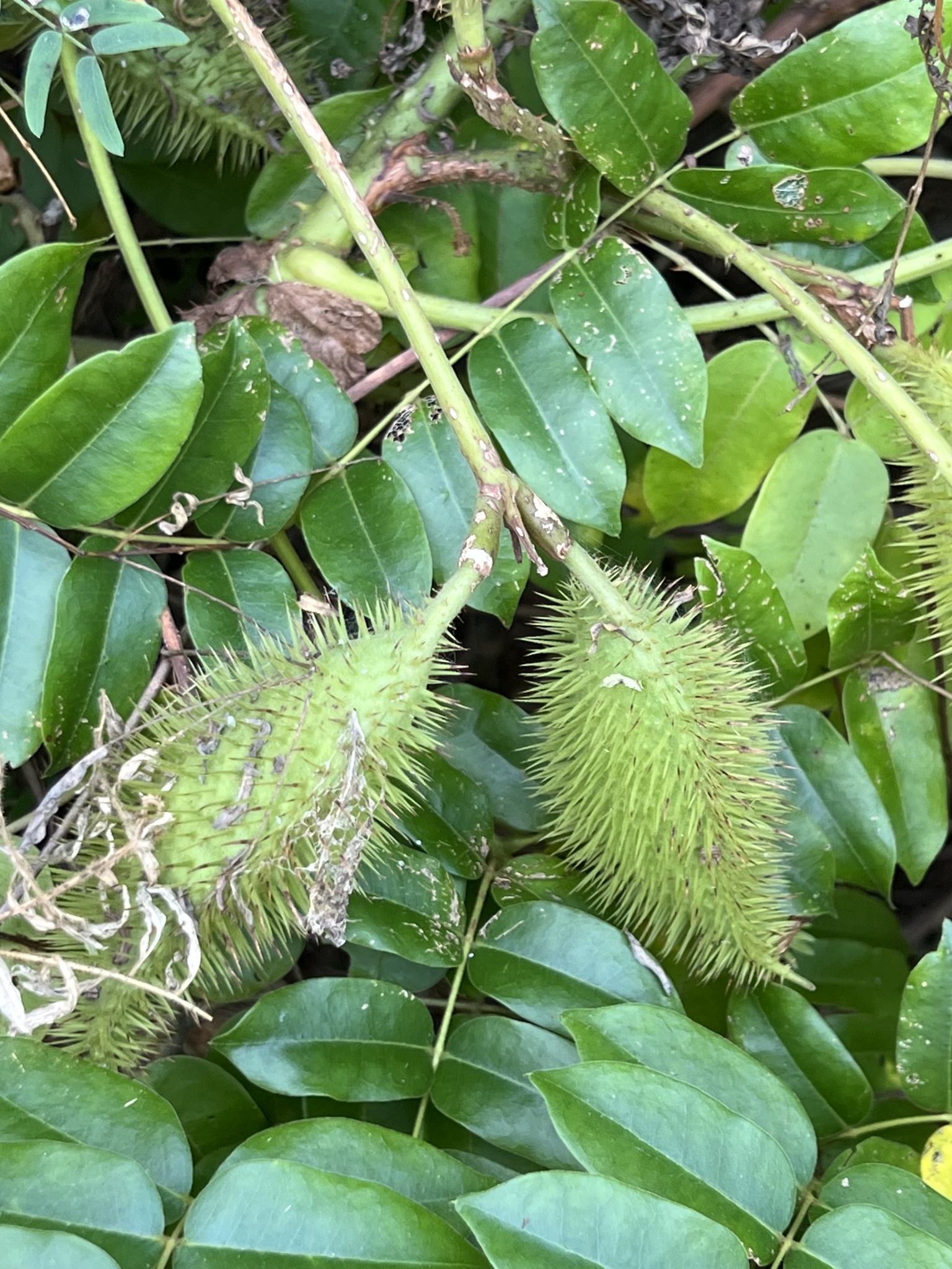 Imagem de Mucunã-de-caroço