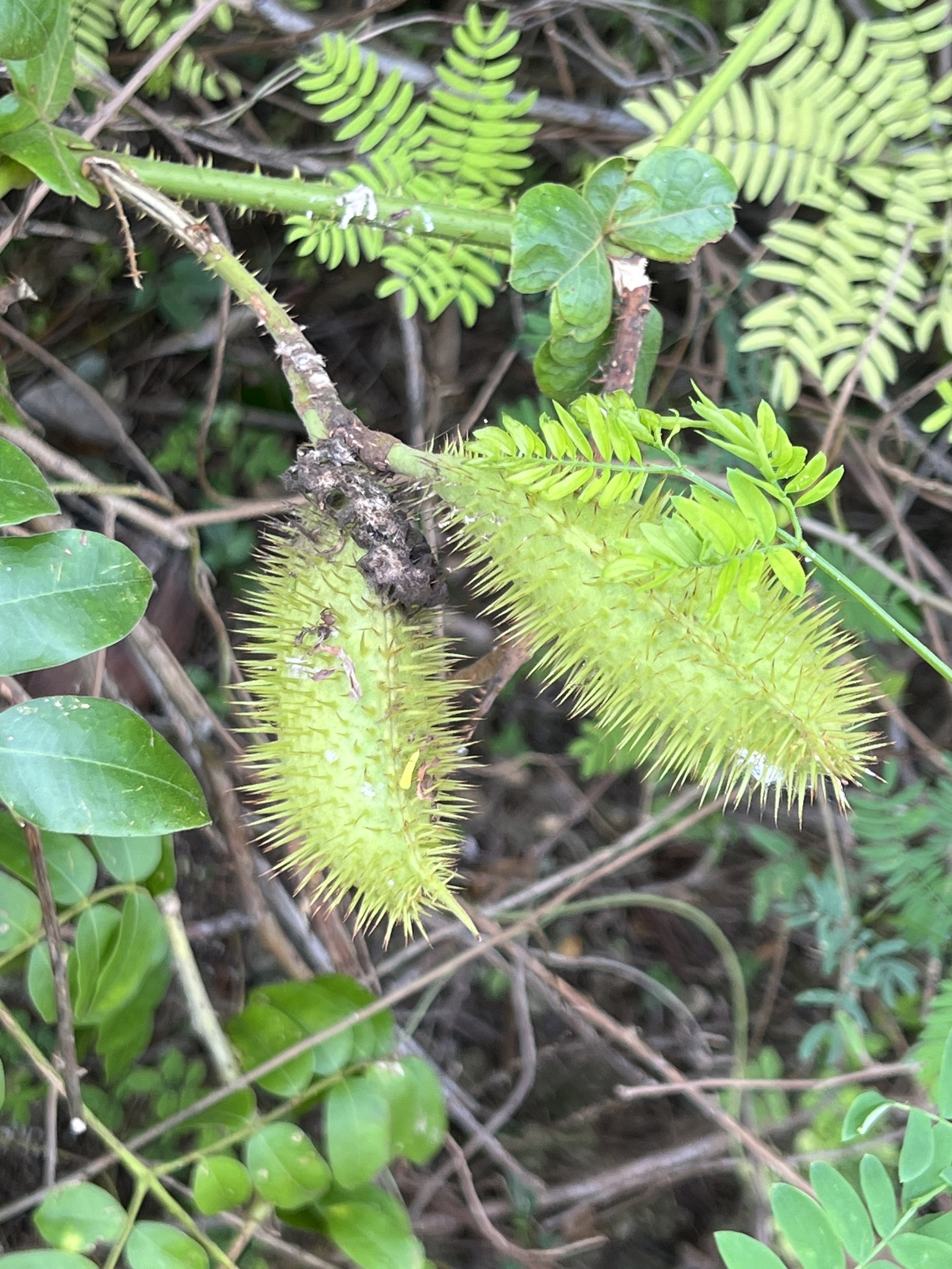 Imagem de Mucunã-de-caroço
