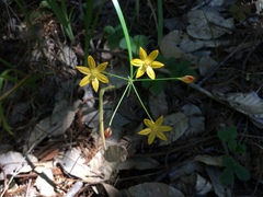 Triteleia ixioides ixioides